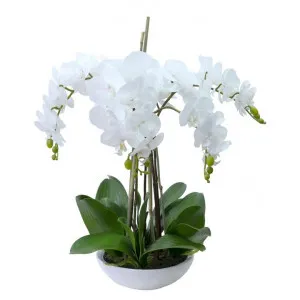 Montray Artificial Phalaenopsis Orchid in Pot, 45cm, White Flower by Glamorous Fusion, a Plants for sale on Style Sourcebook