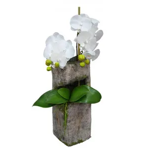 Asahi Artificial Phalaenopsis Orchid Arrangement, 65cm by Glamorous Fusion, a Plants for sale on Style Sourcebook