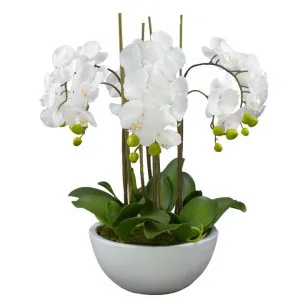 Diane Artificial Phalaenopsis Orchid in Pot, 55x55cm, White Flower / White Pot by Glamorous Fusion, a Plants for sale on Style Sourcebook