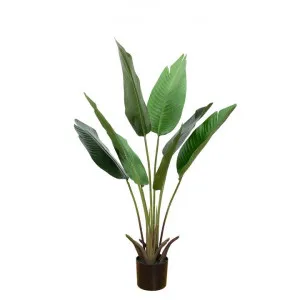 Glamorous Fusion Potted Banana Palm, 112cm by Glamorous Fusion, a Plants for sale on Style Sourcebook