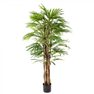 Glamorous Fusion Potted Artificial Rhapis Palm Tree, 140cm by Glamorous Fusion, a Plants for sale on Style Sourcebook