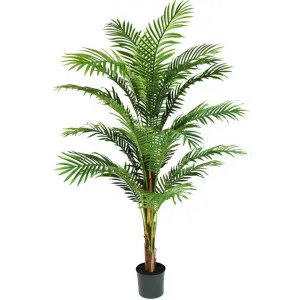 Glamorous Fusion Potted Artificial Phoenix Palm Tree, 183cm by Glamorous Fusion, a Plants for sale on Style Sourcebook
