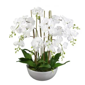 Diane Artificial Phalaenopsis Orchid in Pot, 48x75cm, White Flower / White Pot by Glamorous Fusion, a Plants for sale on Style Sourcebook