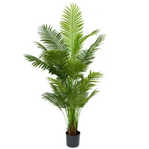 Glamorous Fusion Potted Artificial Areca Palm Tree, 183cm by Glamorous Fusion, a Plants for sale on Style Sourcebook