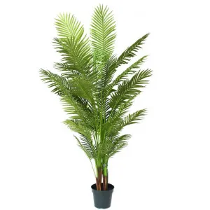 Glamorous Fusion Potted Artificial Areca Palm Tree, 213cm by Glamorous Fusion, a Plants for sale on Style Sourcebook