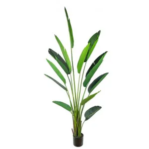Glamorous Fusion Potted Artificial Traveller Palm Tree, 245cm by Glamorous Fusion, a Plants for sale on Style Sourcebook