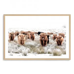 Highland Cattle Print Highland Cow Art Prints by The Paper Tree, a Prints for sale on Style Sourcebook
