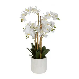 Real Touch Artificial Orchid in Ceramic Pot, 70cm by Florabelle, a Plants for sale on Style Sourcebook