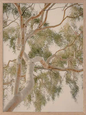 Golden Hour Gum Tree Framed Art Print by Urban Road, a Prints for sale on Style Sourcebook
