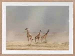 It's a Giraffe's world Framed Art Print by Urban Road, a Prints for sale on Style Sourcebook