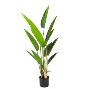 Glamorous Fusion Potted Artificial Strelitzia Plant, 150cm by Glamorous Fusion, a Plants for sale on Style Sourcebook
