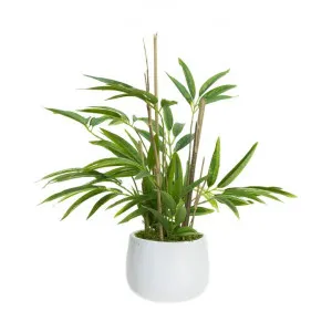 Atkins Artificial Bamboo in Pot, 38cm by Glamorous Fusion, a Plants for sale on Style Sourcebook