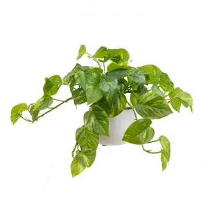 Glamorous Fusion Artificial Pothos in Pot, 30cm by Glamorous Fusion, a Plants for sale on Style Sourcebook