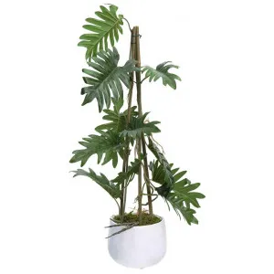 Atkins Artificial Climbing Philodendron Selloum in Pot, 62cm by Glamorous Fusion, a Plants for sale on Style Sourcebook