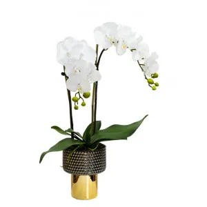 Seville Artificial Phalaenopsis Orchid in Pot, 60cm, White Flower by Glamorous Fusion, a Plants for sale on Style Sourcebook
