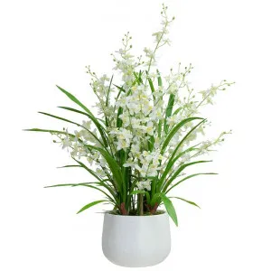 Atkins Artificial Dancing Lady Orchid in Pot, 78cm, Cream Flower by Glamorous Fusion, a Plants for sale on Style Sourcebook