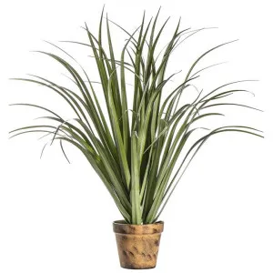 Maresso Potted Artificial Dracaena Plant, 55cm by Casa Bella, a Plants for sale on Style Sourcebook