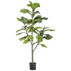 Osteria Potted Artificial Fiddle Leaf Tree, 180cm by Casa Bella, a Plants for sale on Style Sourcebook