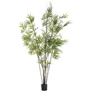 Osteria Potted Artificial Black Bamboo, 152cm by Casa Bella, a Plants for sale on Style Sourcebook