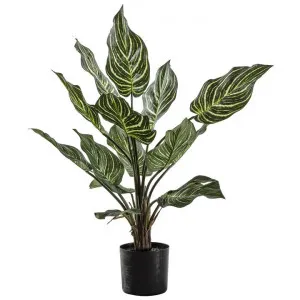 Osteria Potted Artificial Calatheas Plant, 63cm by Casa Bella, a Plants for sale on Style Sourcebook