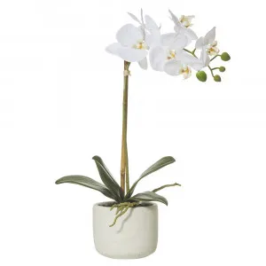 Butterfly Orchid Smooth Pot  - 45cm (H) by James Lane, a Plants for sale on Style Sourcebook