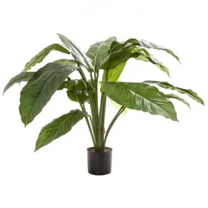 Potted Artificial Spathiphyllum, 66cm by Florabelle, a Plants for sale on Style Sourcebook