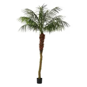 Potted Artificial Phoenix Palm Tree, 240cm by Florabelle, a Plants for sale on Style Sourcebook