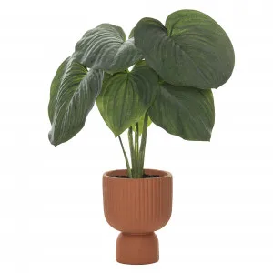 Giant Hosta Zaria Pot Apricot & Grey Green by James Lane, a Plants for sale on Style Sourcebook