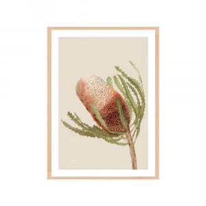 Banksia Native Living Art Flower 1 in Ivory Fine Art | FRAMED Tasmanian Oak Boxed Frame A3 (29.7cm x 42cm) With White Border Portrait by Luxe Mirrors, a Artwork & Wall Decor for sale on Style Sourcebook