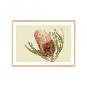 Banksia Native Living Art Flower 1 in Pale Sage Fine Art | FRAMED Tasmanian Oak Boxed Frame A3 (29.7cm x 42cm) With White Border Landscape by Luxe Mirrors, a Artwork & Wall Decor for sale on Style Sourcebook