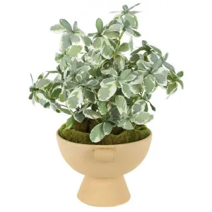 Roma Artificial Variegated Rubber Plant in Ceramic Planter by Florabelle, a Plants for sale on Style Sourcebook