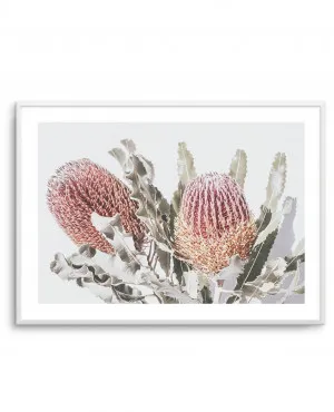 Blushing Banksia LS by oliveetoriel.com, a Original Artwork for sale on Style Sourcebook