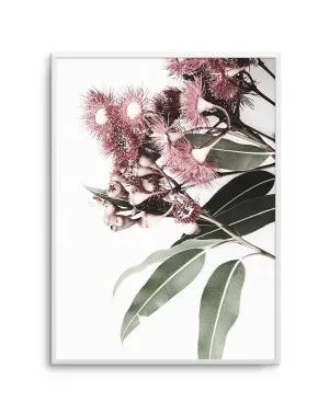 Eucalyptus in Bloom by oliveetoriel.com, a Original Artwork for sale on Style Sourcebook