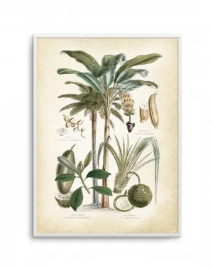 Hamptons Palm II by oliveetoriel.com, a Prints for sale on Style Sourcebook