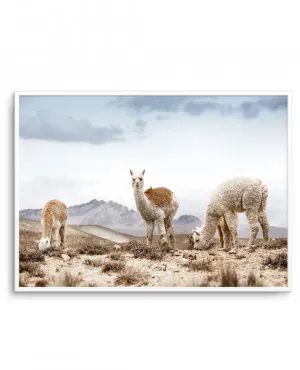 Mountain Llamas | LS by oliveetoriel.com, a Prints for sale on Style Sourcebook