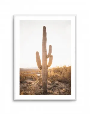 Sunset Cactus by oliveetoriel.com, a Prints for sale on Style Sourcebook
