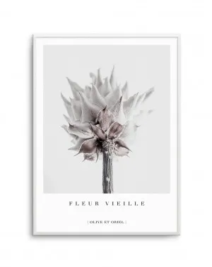Fleur Vieille | King Protea by oliveetoriel.com, a Prints for sale on Style Sourcebook