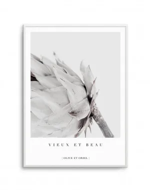 Vieux Et Beau | King Protea by oliveetoriel.com, a Prints for sale on Style Sourcebook
