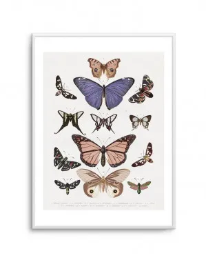 Vintage Butterfly Chart by oliveetoriel.com, a Prints for sale on Style Sourcebook