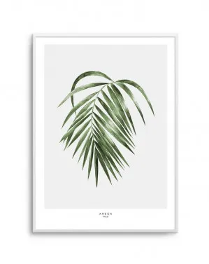 Areca Palm by oliveetoriel.com, a Prints for sale on Style Sourcebook