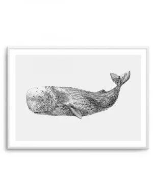 Cachalot Whale | LS by oliveetoriel.com, a Prints for sale on Style Sourcebook