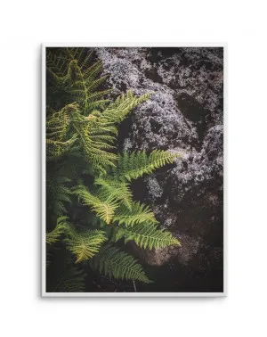 Forest Fern I by oliveetoriel.com, a Prints for sale on Style Sourcebook