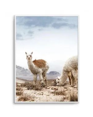 Mountain Llamas | PT by oliveetoriel.com, a Prints for sale on Style Sourcebook