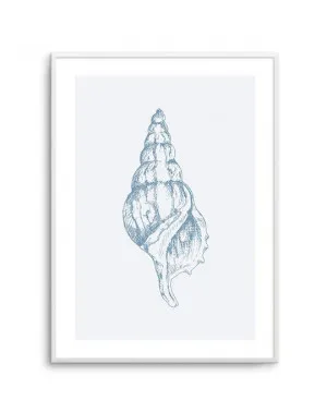 Seashell | Atlantic Triton by oliveetoriel.com, a Prints for sale on Style Sourcebook