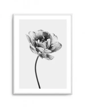 Tulip en Noir by oliveetoriel.com, a Prints for sale on Style Sourcebook