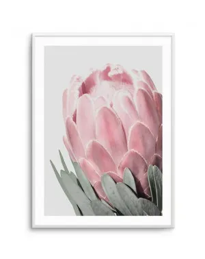 Queen Protea by oliveetoriel.com, a Prints for sale on Style Sourcebook