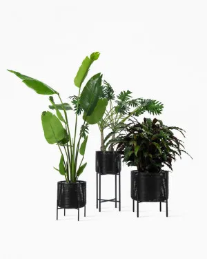 Ivo Plant stands by Vincent Sheppard, a Plant Holders for sale on Style Sourcebook