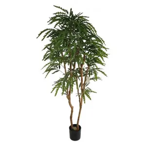 Potted Artificial Aralia Tree, 170cm by Florabelle, a Plants for sale on Style Sourcebook