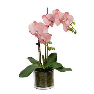 Thatcher Artificial Orchid in Glass Pot, 45cm, Light Mauve Flower by Glamorous Fusion, a Plants for sale on Style Sourcebook