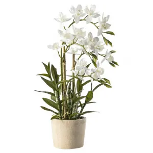 Yaxley Potted Artificial Orchid Cycnoches, White Flower by Casa Bella, a Plants for sale on Style Sourcebook